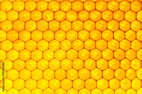 Bienenwaben mit Honig gefüllt im Gegenlicht Nahaufnahme Makro