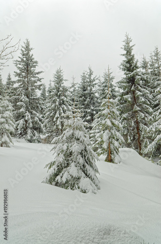 Fir tree in a fresh snow in a winter forest under overcast sky