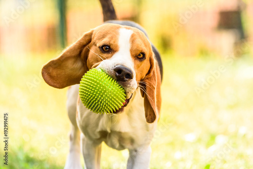 Dog beagle run with a green spiky ball in a garden towards camera