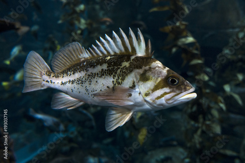 Quillback rockfish (Sebastes maliger), Inhabit rocky bottoms and reefs