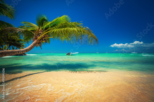 Palmtree and tropical beach. Exotic island Saona in Caribbean sea, Dominican Republic.