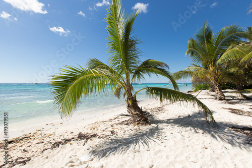 Scenic Beach With Palm Tree and white sand