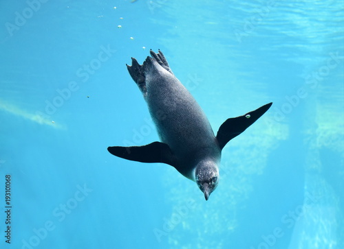 Pingwin nurkujący głęboko w niebieskiej wodzie. 