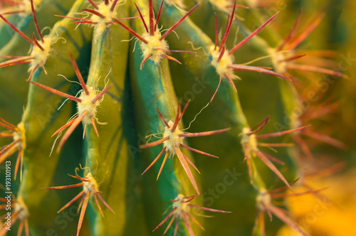 Close up of globe shaped cactus with long thorns