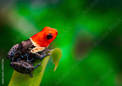 Red headed poison dart frog , ranitomeya fantastica. A poisonous small rainforest animal living in the Amazon rain forest in Peru.
