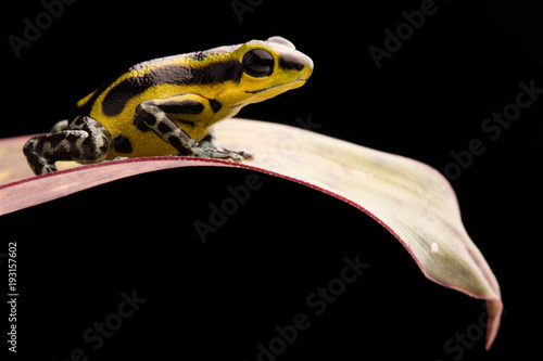 A poisonous poison dart frog, Oophaga pumilio. Macro of a small rain forest animal.