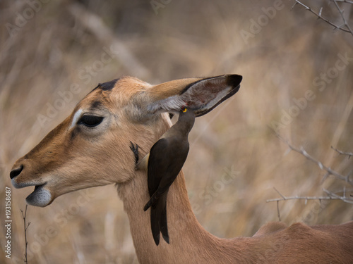 Pique-boeuf et Impala de profil