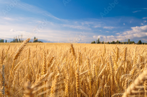 Farmland. Golden wheat field under blue sky.