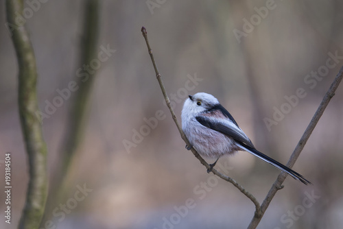 Raniuszek (Aegithalos caudatus)