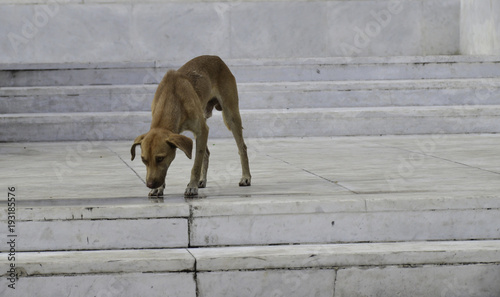 dünner Hund in Havanna, Kuba 