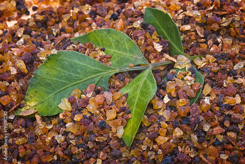 myrrh (Commiphora myrrha)