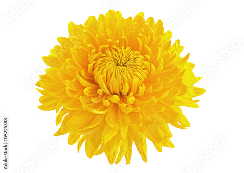 Yellow chrysanthemum flower head