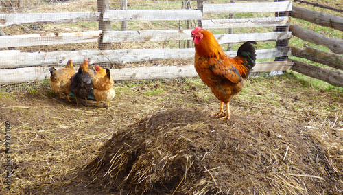 Rooster on dunghill