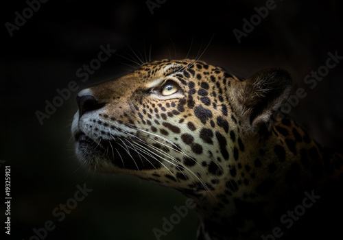 Jaguar face.