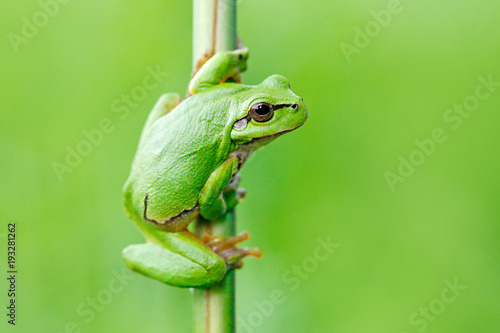 Europejska drzewna żaba, Hyla arborea, siedzi na trawy słomie z jasnym zielonym tłem. Fajny zielony płaz w naturalnym środowisku. Dzika żaba na łące blisko rzeki, siedlisko.