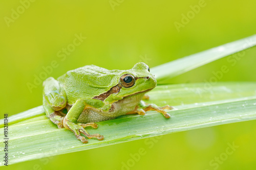 Europejska drzewna żaba, Hyla arborea, siedzi na trawy słomie z jasnym zielonym tłem. Fajny zielony płaz w naturalnym środowisku. Dzika żaba na łące blisko rzeki, siedlisko.