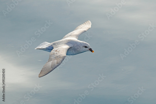 Flying bird. Fulmar in fly. Northern Fulmar, Fulmarus glacialis, white bird, blue water, dark blue ice in the background, animal flight Arctic nature habitat, Svalbard, Norway. Bird in cold nature.