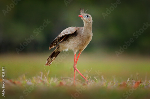 Red-legged Seriema, Cariama cristata, Pantanal, Brazil. Typical bird from Brazil nature. Bird in the grass meadow, long red leg. Traveling in South America.