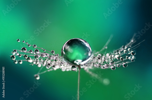 Beautiful water drops on a dandelion seed macro in nature. Beautiful blurred green and blue background. Dew drops on dandelion with free space. Bright colorful dreamy artistic image.