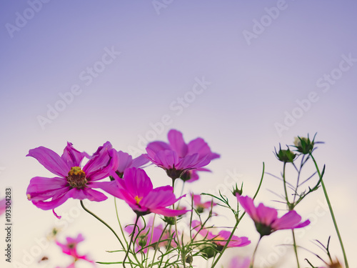 travel and adventure concept from close up ant view beautiful flower field with group of pink daisy or other flower with blue sky background on winter to summer season