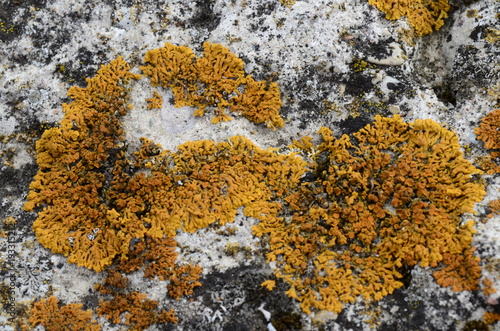 Mosses and lichens - mchy i porosty