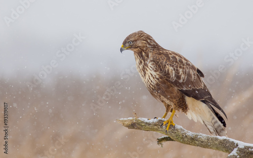 Common Buzzard - Buteo buteo