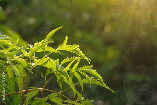 Polyscias Fruticosa leaf closeup with sun flare and sun beam.