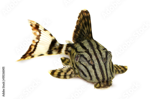 Royal Pleco Panaque nigrolineatus, or royal plec aquarium fish 