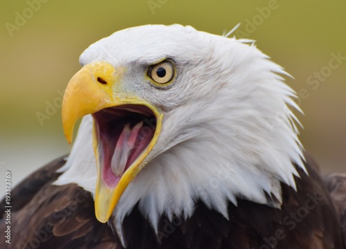 A Bald Eagle (Haliaeetus leucocephalus) screeching with a green forest background.