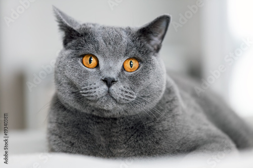 Cute grey cat laying on the sofa.