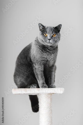 Majestic grey purebred cat sitting on the scratcher
