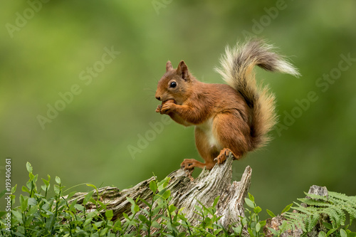 Red squirrel perched on a tree stump eating a hazelnut with a green bcakground.