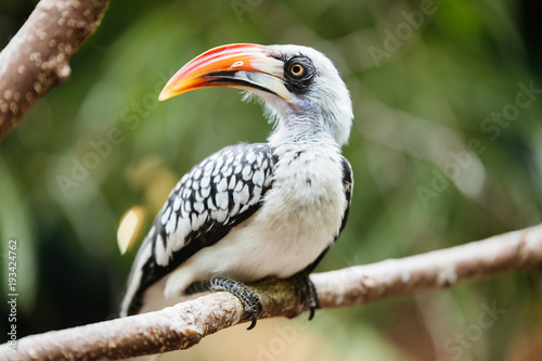 Yellow billed hornbill sitting on tree