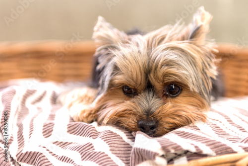 Tired Yorkshire Terrier laying in basket