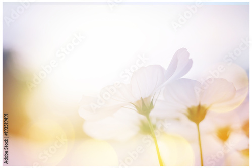 small white flower blooming in the morning sun.selective focus.