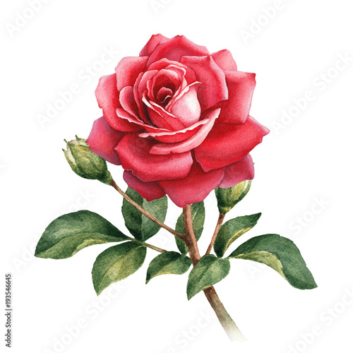 Watercolor illustration of rose flower