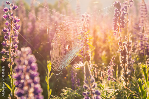 Sunny spiderweb with spider in the summer meadow of blossoming violet lupine flowers, natural shiny background