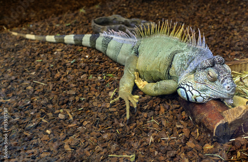 Single Green Iguana known also as American Iguana in zoological garden terrarium