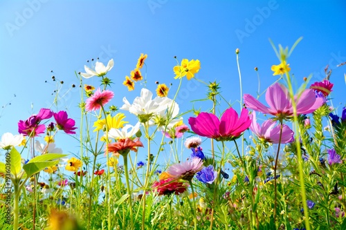 Grußkarte - bunte Blumenwiese - Sommerblumen