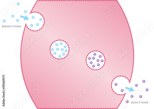 The transport of macromolecules into a cell / Endocytosis. / anatomy vector