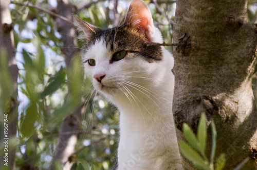Kot na drzewie oliwnym