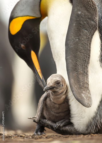 Close up of King penguin chick sitting on the feet of its parent