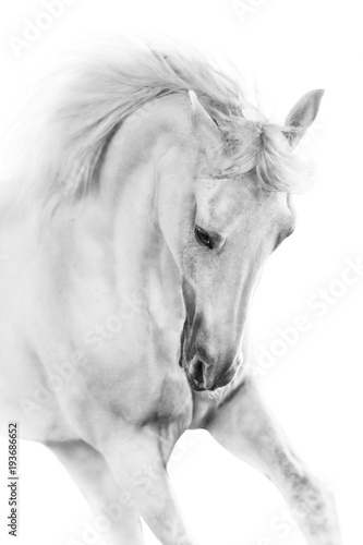 White horse close up in motion portrait on white background
