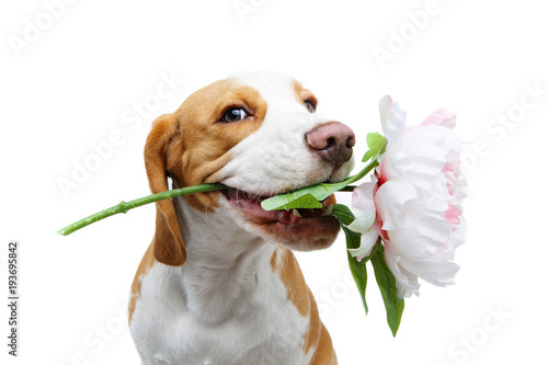 beautiful beagle dog with flower