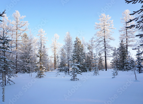 Winter landscape forest far north