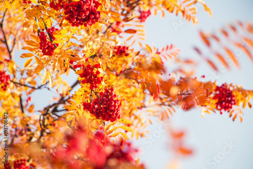 Red berries and vivid yellow autumn leaves on a rowan tree in october