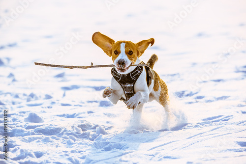 Beagle dog runs with a stick towards camera in a winter sunny day. Canine concept, snowy landscape.