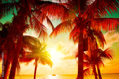 Sunset beach with tropical palm tree over beautiful sky. Palms and beautiful sky background. Tourism, vacation concept backdrop. Palms silhouettes over orange sun