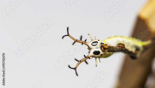 Close up face caterpillar of common pasha butterly ( Herona marathus )