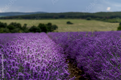 Lavender flower blooming fields 